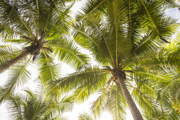 Directly below view of green palm trees - TEBF00030