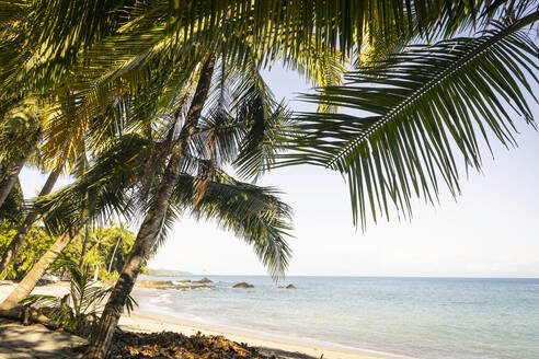 Costa Rica, Provinz Puntarenas, Montezuma, Palmen am Küstenstrand - TEBF00031