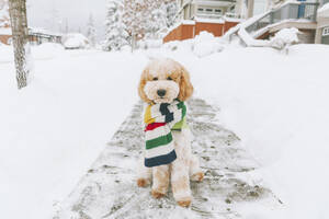 Toy dog with striped scarf sitting on snow-covered pavement, Vancouver, Canada - CMSF00075