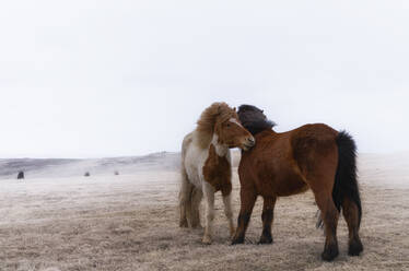 Island, Islandpferde (equus ferus caballus) weiden im Winter auf Gras - SMAF01722