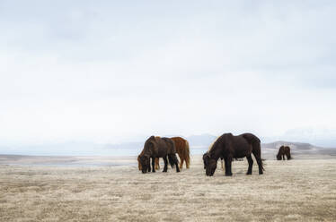 Island, Islandpferde (equus ferus caballus) weiden im Winter auf Gras - SMAF01723