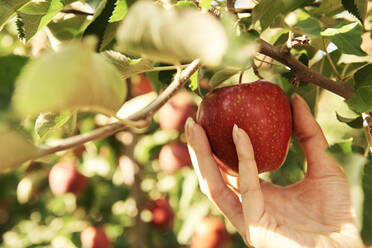 Hand pflückt Apfel von einem Baum - ABIF01251
