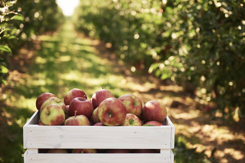 Frische Äpfel in einer Kiste in einer Apfelplantage - ABIF01254