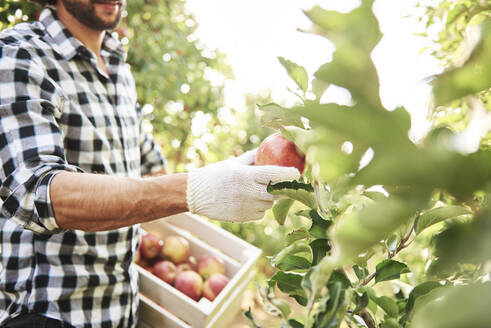 Obstbauer bei der Apfelernte im Obstgarten - ABIF01255