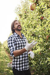 Glücklicher Obstbauer jongliert mit Äpfeln im Obstgarten - ABIF01256