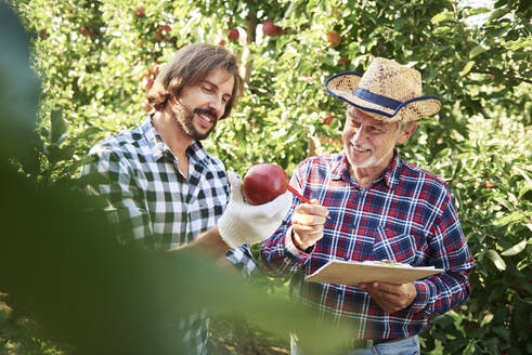 Obstbauern prüfen die Qualität der Äpfel in ihrem Obstgarten - ABIF01258