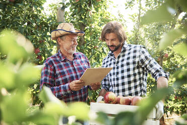 Obstbauern prüfen die Qualität der Äpfel in ihrem Obstgarten - ABIF01259