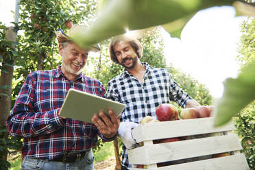 Obstbauern prüfen die Qualität der Äpfel in ihrem Obstgarten - ABIF01260