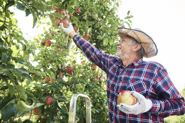 Fruit grower harvesting apples in orchard - ABIF01262