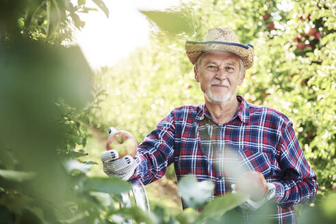 Obstbauer bei der Apfelernte im Obstgarten - ABIF01263