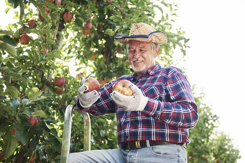 Obstbauer bei der Apfelernte im Obstgarten, lizenzfreies Stockfoto