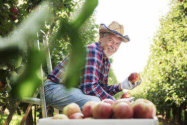 Fruit grower sitting in ladder, holding apple in his orchard - ABIF01265