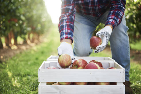 Obstbauer legt geerntete Äpfel in eine Kiste - ABIF01268