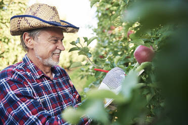 Obstbauer bei der Apfelernte im Obstgarten - ABIF01269