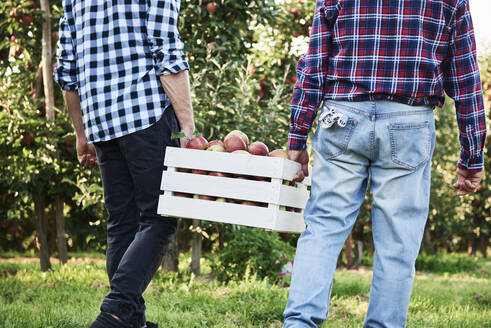 Obstbauern tragen eine volle Apfelkiste, Rückansicht - ABIF01271