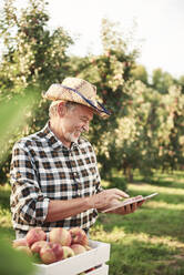 Fruit grower using digital tablet in his apple orchard - ABIF01273