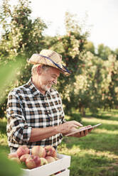 Obstbauer mit digitalem Tablet in seiner Apfelplantage - ABIF01273