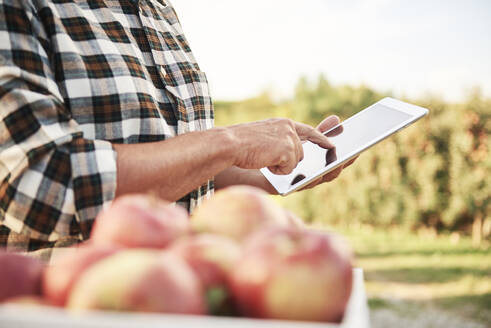 Obstbauer mit digitalem Tablet in seiner Apfelplantage - ABIF01274
