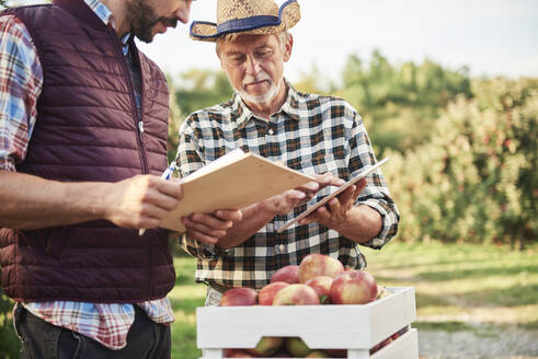 Obstbauern prüfen die Qualität der geernteten Äpfel - ABIF01275