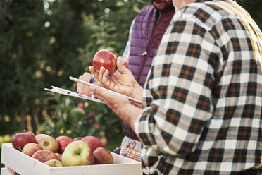 Obstbauern prüfen die Qualität der geernteten Äpfel - ABIF01276