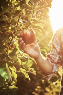 Hand pflückt Apfel von einem Baum - ABIF01278