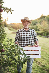 Fruit grower carrying full crate of apples in his orchard - ABIF01281