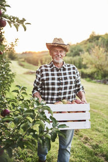 Obstbauer trägt eine volle Kiste Äpfel in seinem Obstgarten - ABIF01281