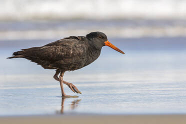 Neuseeland, Dunedin, Porträt eines variablen Austernfischers (Haematopus unicolor) bei einem Spaziergang am Allans Beach - FOF11469