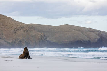 Neuseeland, Dunedin, Neuseeländischer Seelöwe (Phocarctos hookeri) am Allans Beach - FOF11510