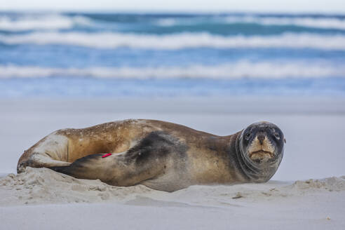 Neuseeland, Dunedin, Porträt eines neuseeländischen Seelöwen (Phocarctos hookeri), der am Allans Beach ruht - FOF11511