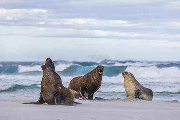Neuseeland, Dunedin, Neuseeländische Seelöwen (Phocarctos hookeri) bei der Paarung am Allans Beach - FOF11512