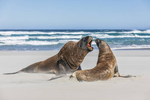 Neuseeland, Dunedin, Neuseeländische Seelöwen (Phocarctos hookeri) bei der Paarung am Allans Beach - FOF11513