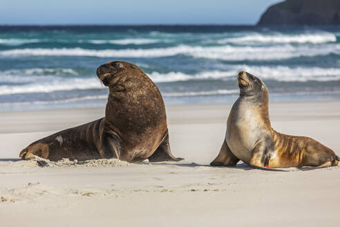 Neuseeland, Dunedin, Neuseeländische Seelöwen (Phocarctos hookeri) bei der Paarung am Allans Beach - FOF11514