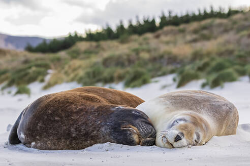 Neuseeland, Dunedin, Zwei Neuseeländische Seelöwen (Phocarctos hookeri) schlafen zusammen am Allans Beach - FOF11517