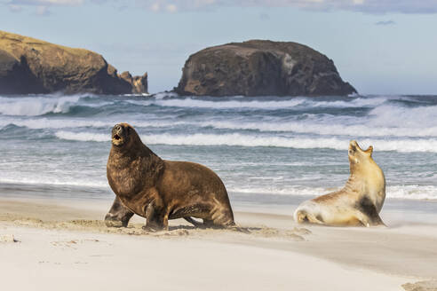 Neuseeland, Dunedin, Neuseeländische Seelöwen (Phocarctos hookeri) bei der Paarung am Allans Beach - FOF11518