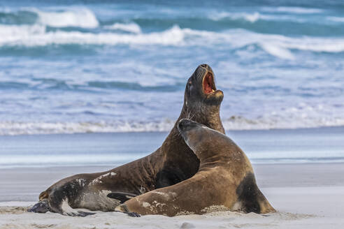 Neuseeland, Dunedin, Neuseeländische Seelöwen (Phocarctos hookeri) bei der Paarung am Allans Beach - FOF11519