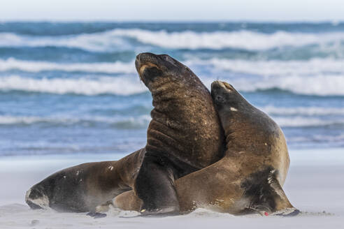 Neuseeland, Dunedin, Neuseeländische Seelöwen (Phocarctos hookeri) bei der Paarung am Allans Beach - FOF11520