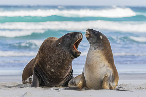 Neuseeland, Dunedin, Neuseeländische Seelöwen (Phocarctos hookeri) bei der Paarung am Allans Beach - FOF11522