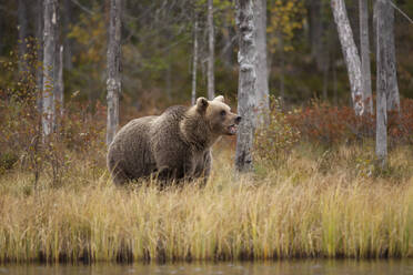 Finnland, Kainuu, Kuhmo, Braunbär (Ursus arctos), stehend am grasbewachsenen Seeufer in der Herbsttaiga - ZCF00906