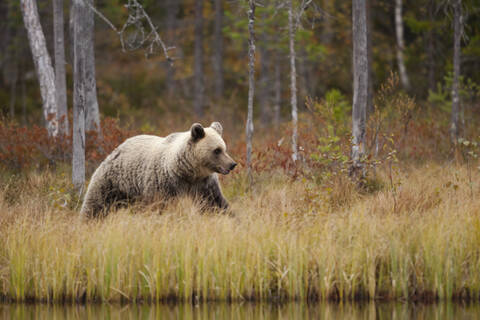 Finnland, Kainuu, Kuhmo, Braunbär (Ursus arctos) beim Spaziergang am grasbewachsenen Seeufer in der herbstlichen Taiga, lizenzfreies Stockfoto