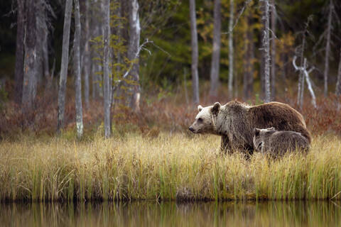 Finnland, Kainuu, Kuhmo, Braunbärenfamilie (Ursus arctos) am grasbewachsenen Seeufer in der herbstlichen Taiga, lizenzfreies Stockfoto