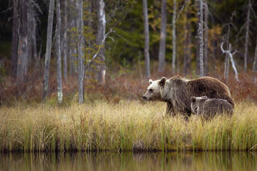 Finnland, Kainuu, Kuhmo, Braunbärenfamilie (Ursus arctos) am grasbewachsenen Seeufer in der herbstlichen Taiga - ZCF00909