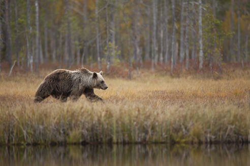 Finnland, Kainuu, Kuhmo, Braunbär (Ursus arctos) beim Spaziergang am grasbewachsenen Seeufer in der herbstlichen Taiga - ZCF00910