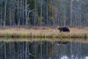 Finnland, Kainuu, Kuhmo, Braunbär (Ursus arctos), stehend am grasbewachsenen Seeufer in der Herbsttaiga - ZCF00911