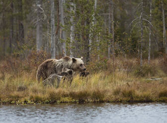 Finland, Kainuu, Kuhmo, Brown bear (Ursus arctos) family standing on grassy lakeshore in autumn taiga - ZCF00912