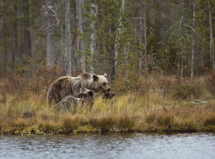 Finnland, Kainuu, Kuhmo, Braunbärenfamilie (Ursus arctos) am grasbewachsenen Seeufer in der herbstlichen Taiga - ZCF00912
