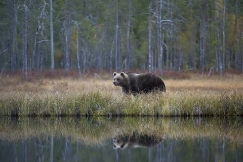 Finnland, Kainuu, Kuhmo, Braunbär (Ursus arctos), stehend am grasbewachsenen Seeufer in der Herbsttaiga, lizenzfreies Stockfoto