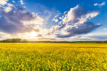 UK, Scotland, Clouds over vast rapeseed field in summer - SMAF01728