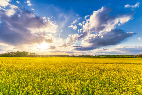 UK, Scotland, Clouds over vast rapeseed field in summer - SMAF01728