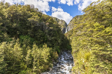 New Zealand, Selwyn District, Arthurs Pass, Green forest in front of Devils Punchbowl Waterfall - FOF11526